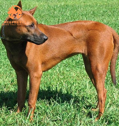 Mua bán chó xoáy Thái: Chó xoáy Thái đỏ lửa và chó xoáy Thái 2 tháng tuổi