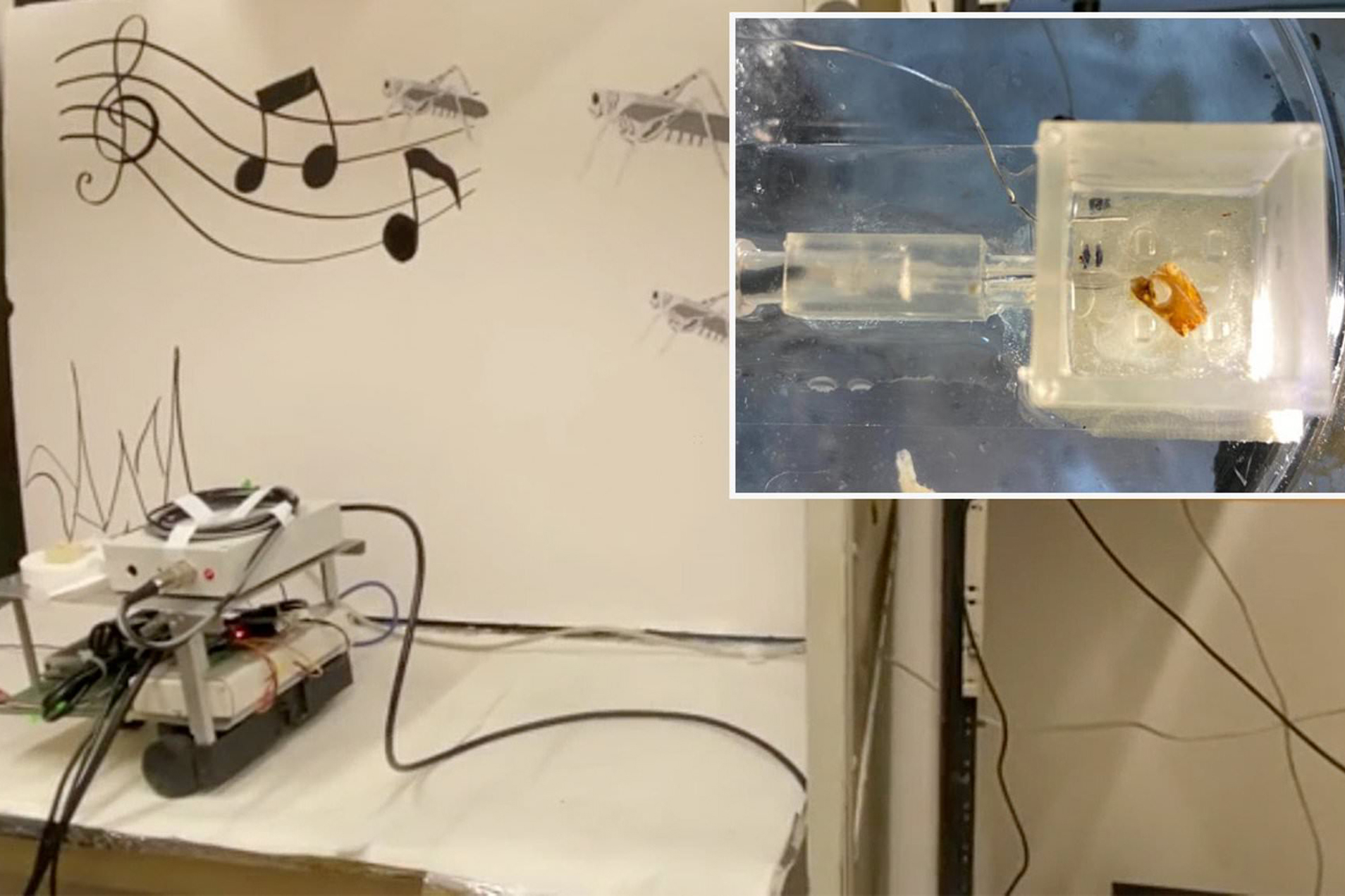 Robot “nghe” bằng tai của châu chấu giúp xác định bệnh động đất