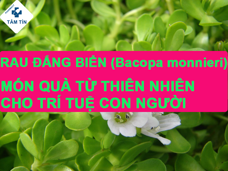 Rau Đắng Biển - Món Quà Thiên Nhiên Cho Trí Tuệ Con Người