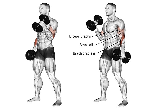 Bài tập Hammer Curl