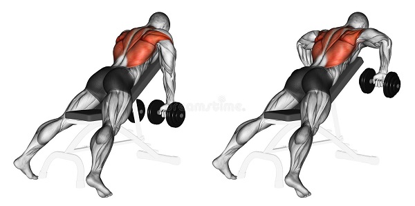 Bài tập tạ tay tác động phần lưng Incline Bench Two Arm Dumbbell Row