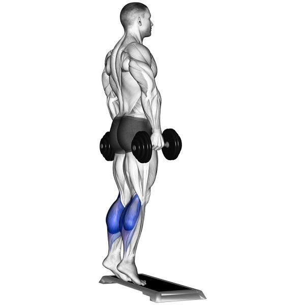 Bài tập Dumbbell Calf Raise