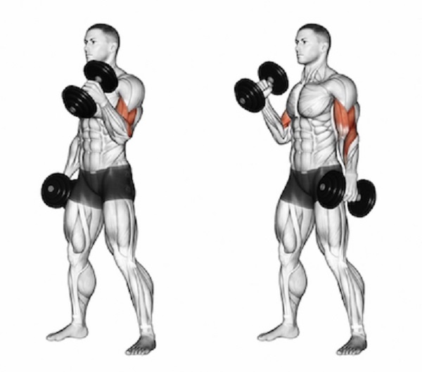 Bài tập đứng cuốn tạ đơn tập tay trước - Alternating Hammer Curl