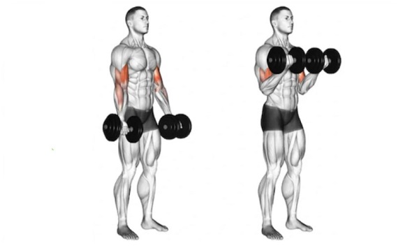 Bài tập Dumbbell Bicep Curl