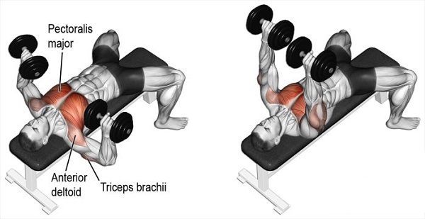  Bài tập Dumbbell Bench Press