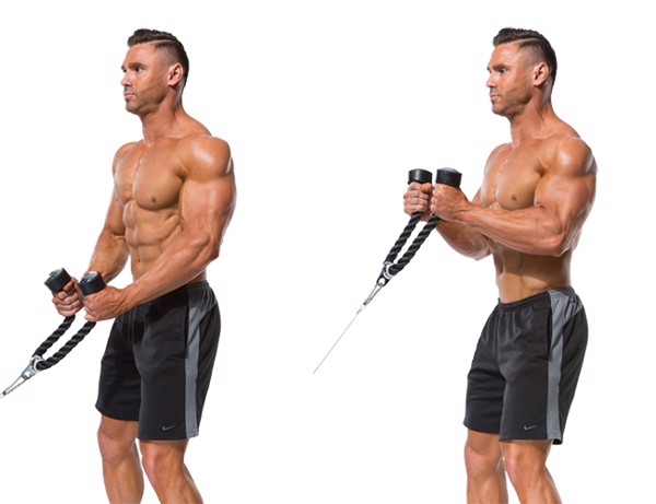 Hình ảnh về bài tập Cable Hammer Curl