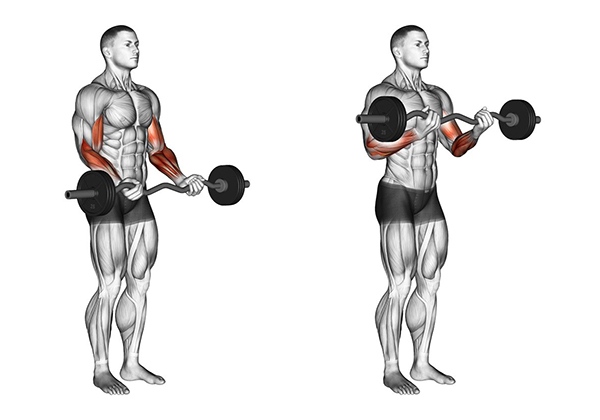Hình ảnh minh họa bài tập Standing Barbell Curl