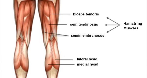 Tìm hiểu Hamstring là gì