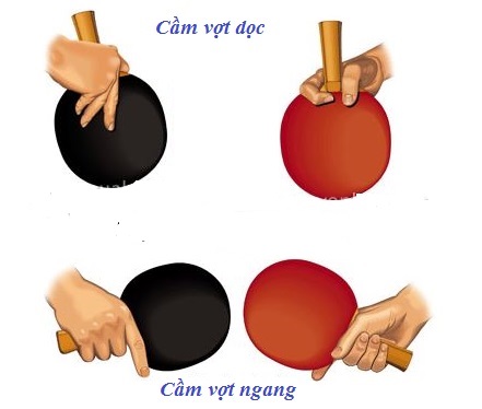 Hướng dẫn cầm vợt bóng bàn chuyên nghiệp cho người mới