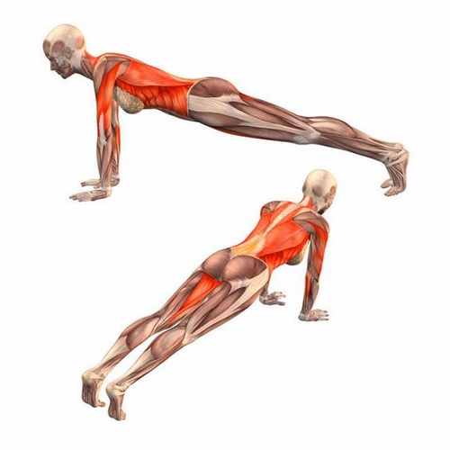 Hướng dẫn tập tư thế plank chuẩn 