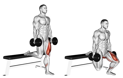 Bài tập Dumbbell single leg Split Squat