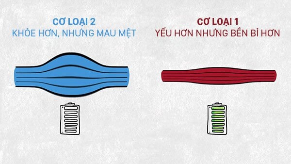 Sự khác nhau giữa các sợi cơ