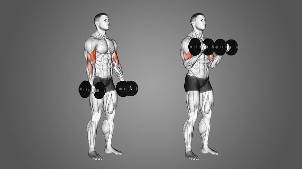 Bài tập Dumbbell Biceps Curl