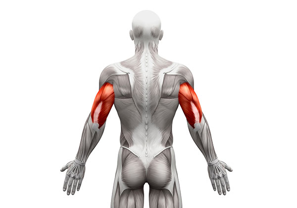 Tìm hiểu Triceps là gì