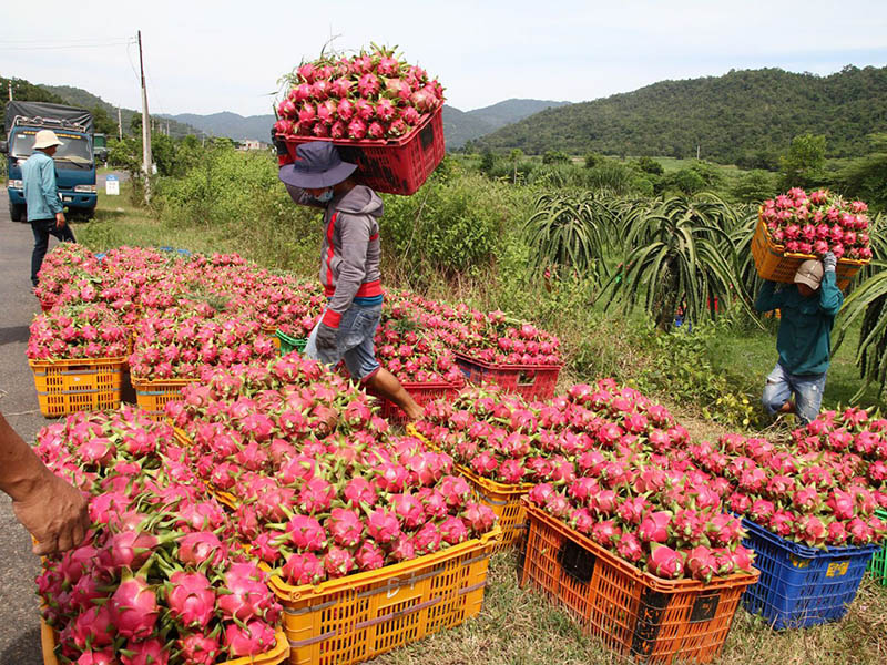Peace chia sẻ thủ tục xuất khẩu Thanh Long