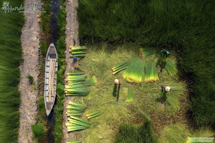 Cánh đồng cỏ bàng vùng Đồng Tháp Mười