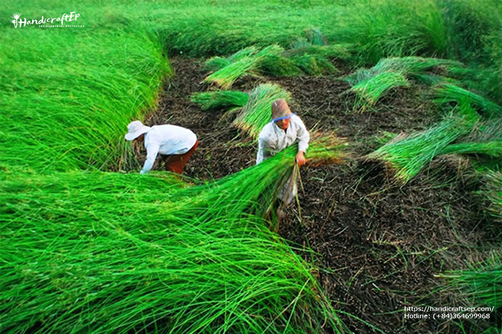 Cây cói làm đồ thủ công mỹ nghệ có ý nghĩa gì ?