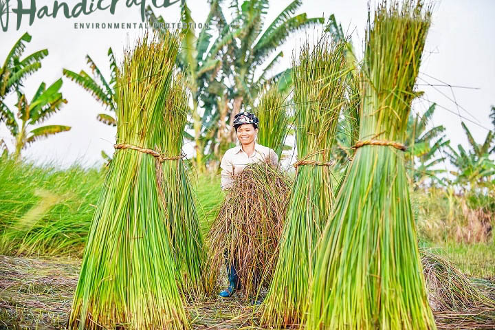 Cói là loại cây có gốc từ lâu đời ở Việt Nam