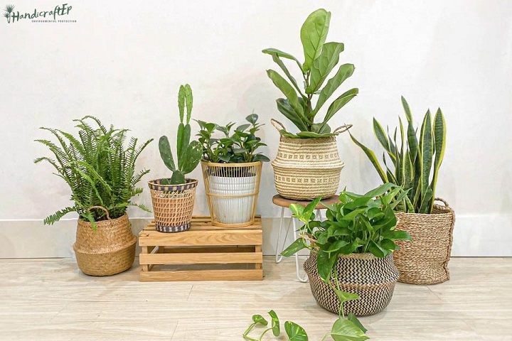 Giỏ cói trồng cây là xu hướng làm đẹp không gian mới năm 2022