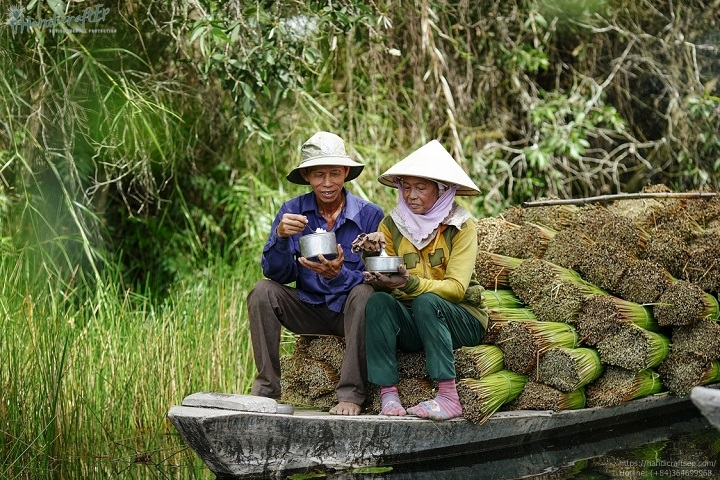 Mùa gặt cỏ bàng làm sợi thủ công mỹ nghệ tại Việt Nam
