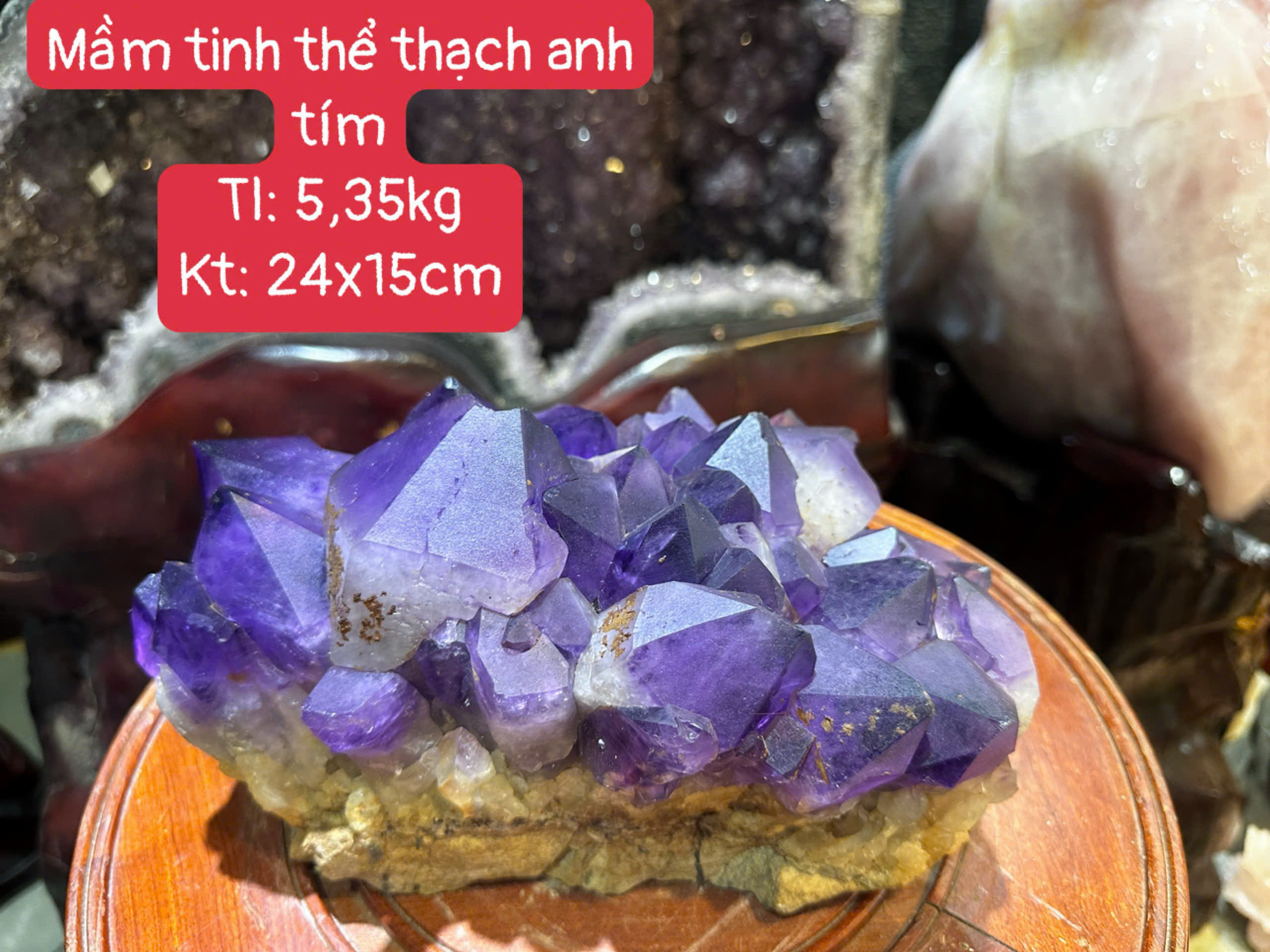 Mầm Tinh Thể Thạch Anh Tím Tử Quang Tụ Bảo