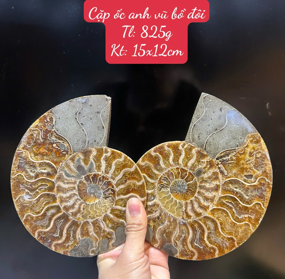 Cặp ốc anh vũ bổ đôi hóa ngọc 15x12cm