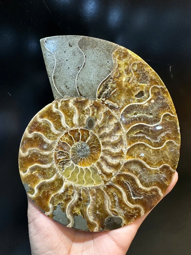 Cặp ốc anh vũ bổ đôi hóa ngọc 15x12cm