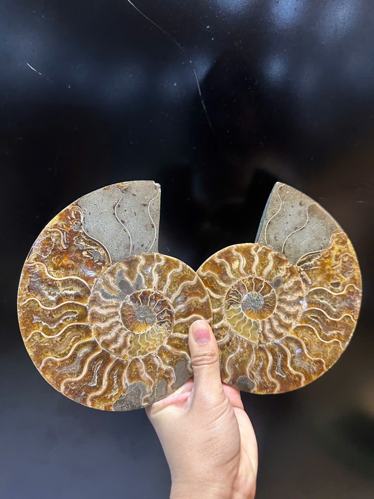 Cặp ốc anh vũ bổ đôi hóa ngọc 15x12cm