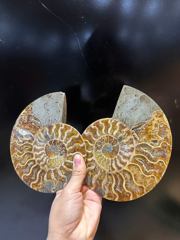 Cặp ốc anh vũ bổ đôi hóa ngọc 15x12cm