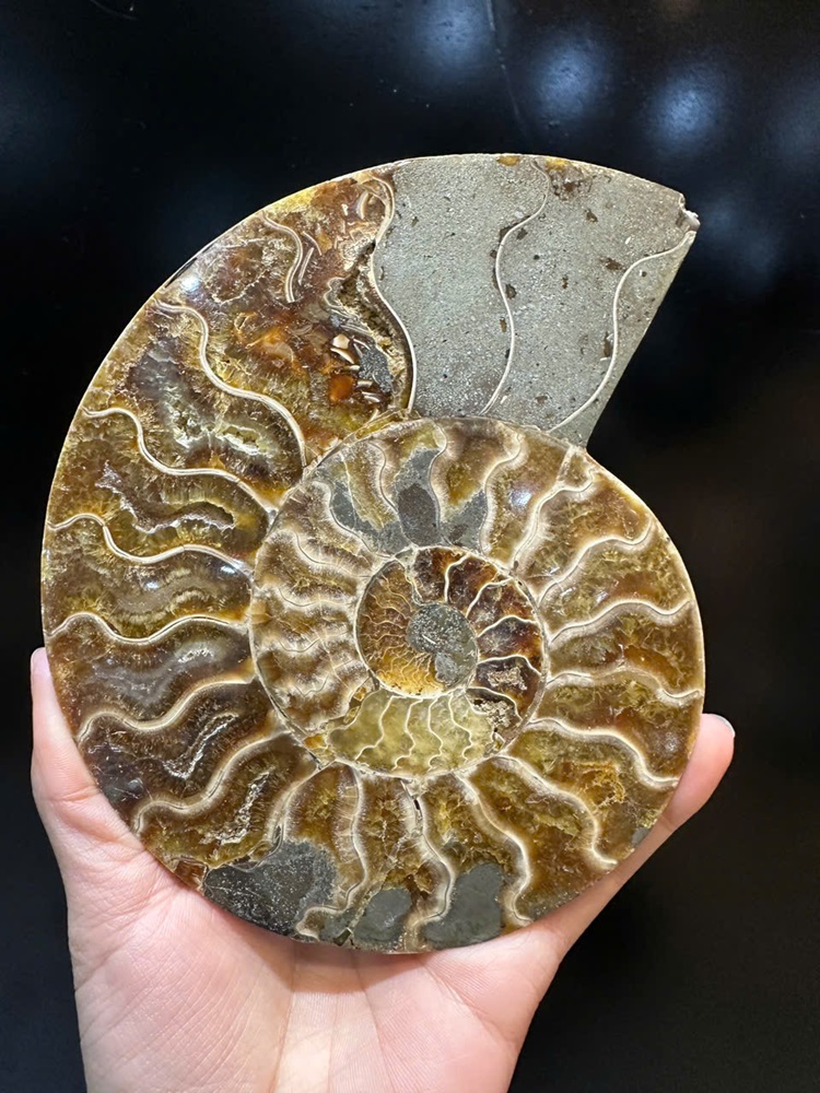 Cặp ốc anh vũ bổ đôi hóa ngọc 15x12cm