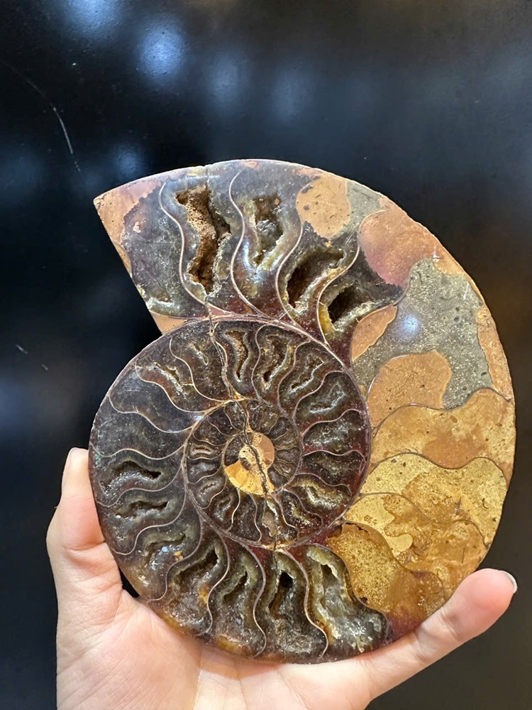 Cặp ốc anh vũ bổ đôi hóa ngọc 16x13cm