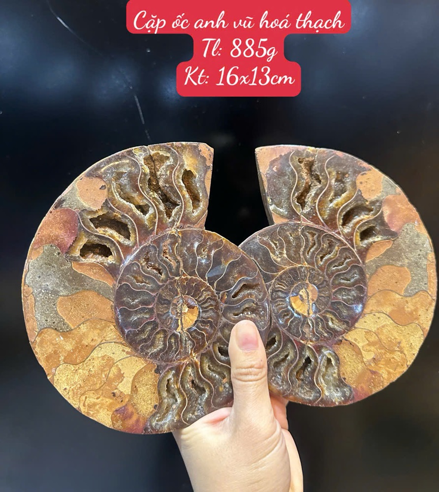 Cặp ốc anh vũ bổ đôi hóa ngọc 16x13cm