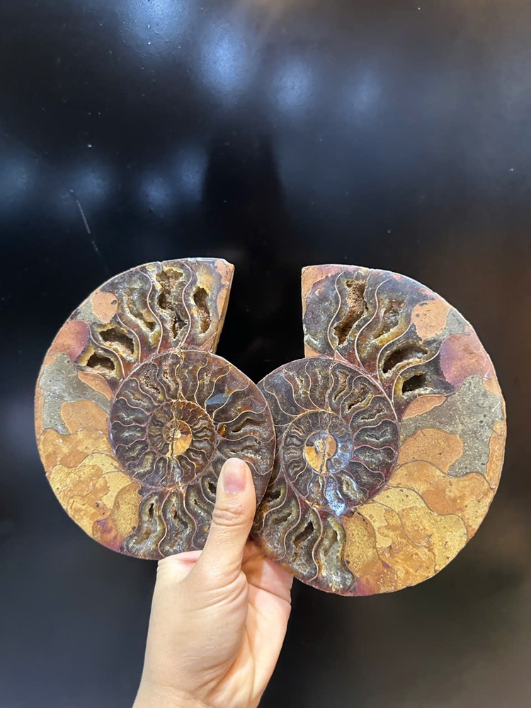 Cặp ốc anh vũ bổ đôi hóa ngọc 16x13cm