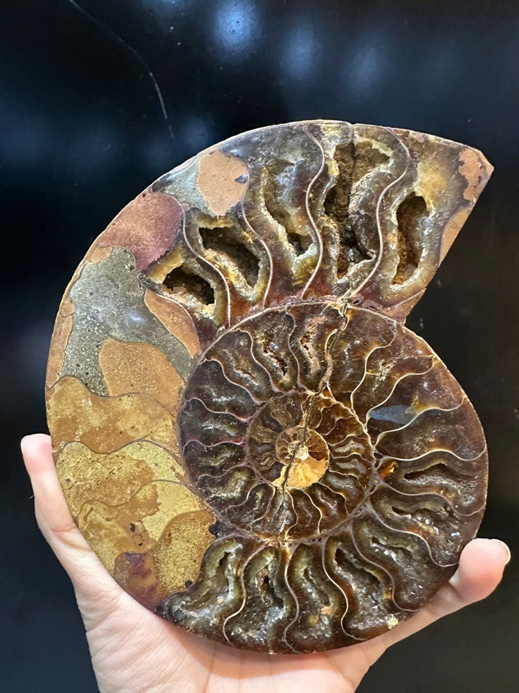 Cặp ốc anh vũ bổ đôi hóa ngọc 16x13cm