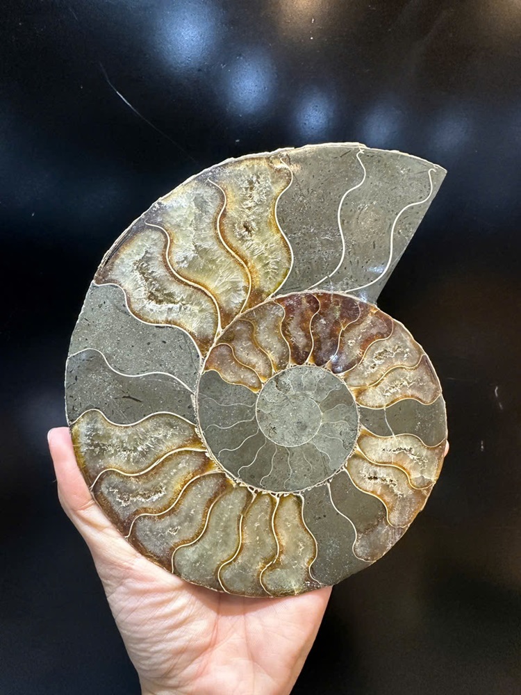 Cặp ốc anh vũ bổ đôi hóa ngọc 17x14cm