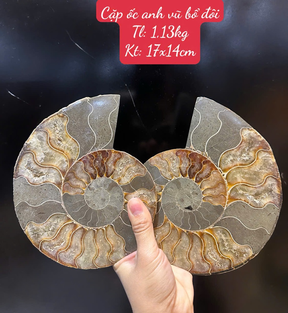 Cặp ốc anh vũ bổ đôi hóa ngọc 17x14cm