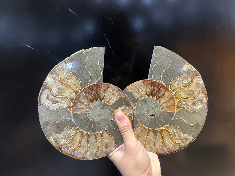 Cặp ốc anh vũ bổ đôi hóa ngọc 17x14cm