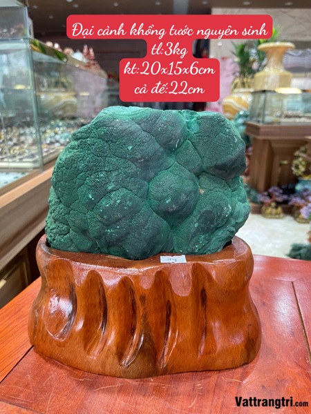 Đại cảnh khổng tước nguyên sinh 22cm