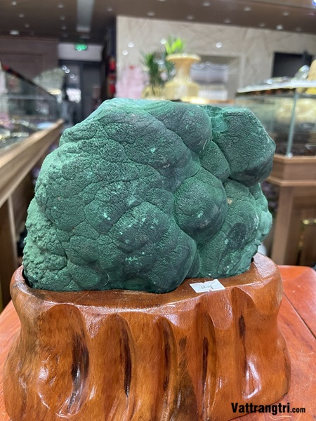 Đại cảnh khổng tước nguyên sinh 22cm