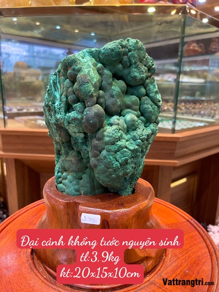 Đại cảnh khổng tước nguyên sinh 26cm