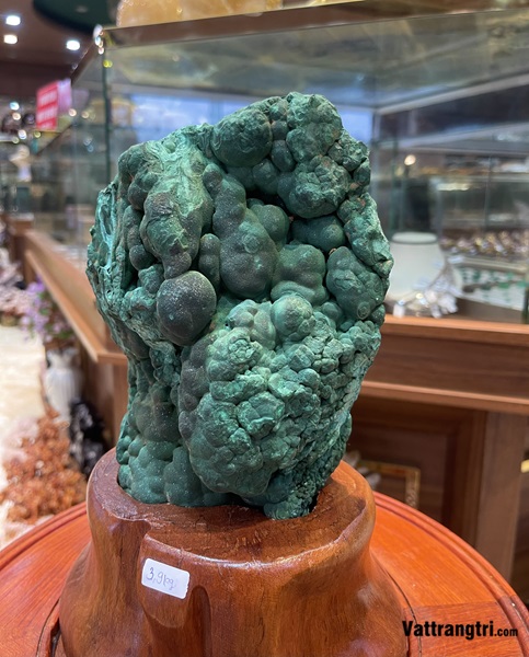 Đại cảnh khổng tước nguyên sinh 26cm