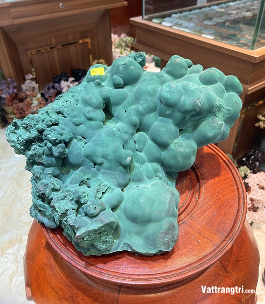 Đại cảnh khổng tước nguyên sinh 35cm