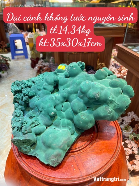 Đại cảnh khổng tước nguyên sinh 35cm