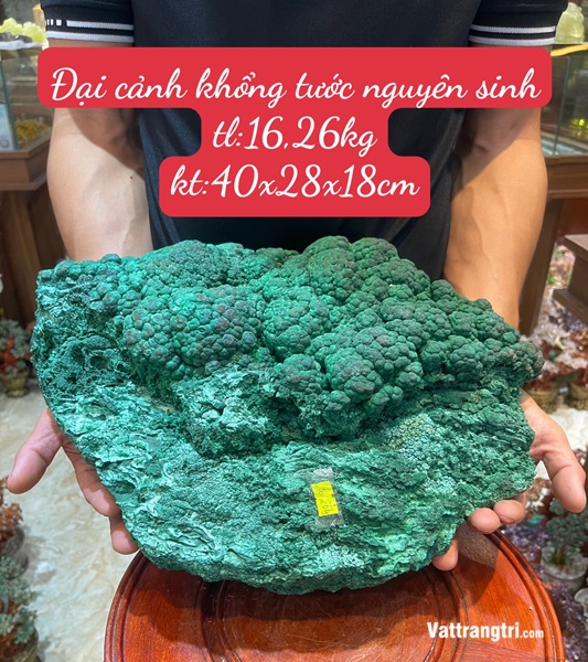 Đại cảnh khổng tước nguyên sinh 40cm