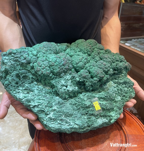 Đại cảnh khổng tước nguyên sinh 40cm