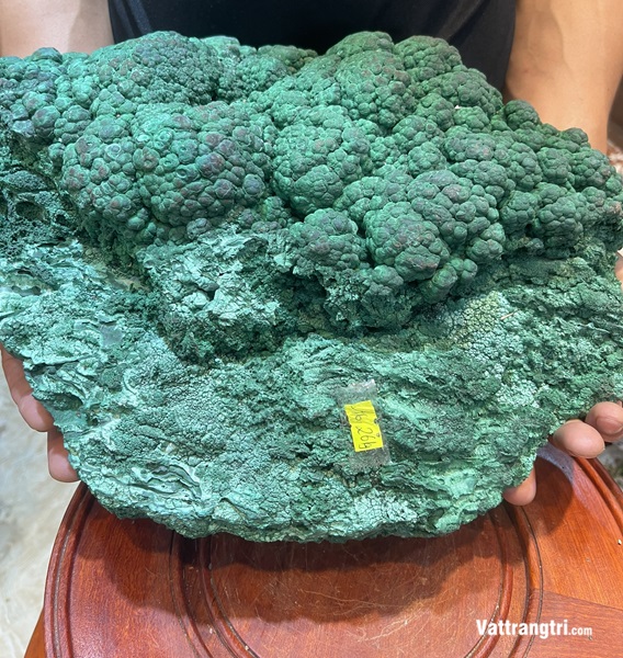 Đại cảnh khổng tước nguyên sinh 40cm