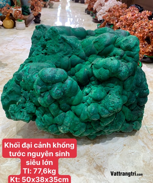 Khối đại cảnh khổng tước nguyên sinh siêu lớn 50m