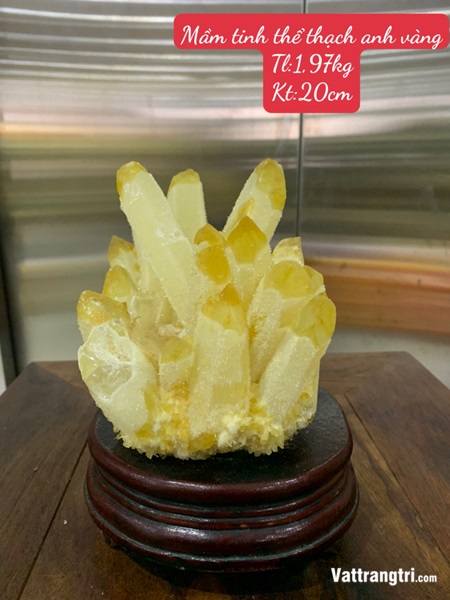 Mầm tinh thể thạch anh vàng 20cm
