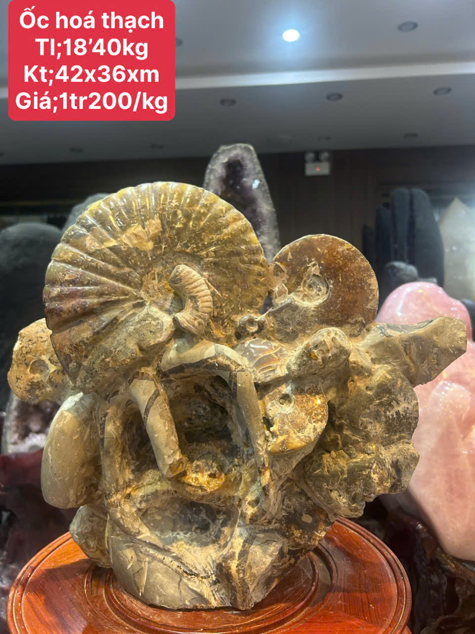 Ốc Cổ Đại Hoá Thạch 42x36cm