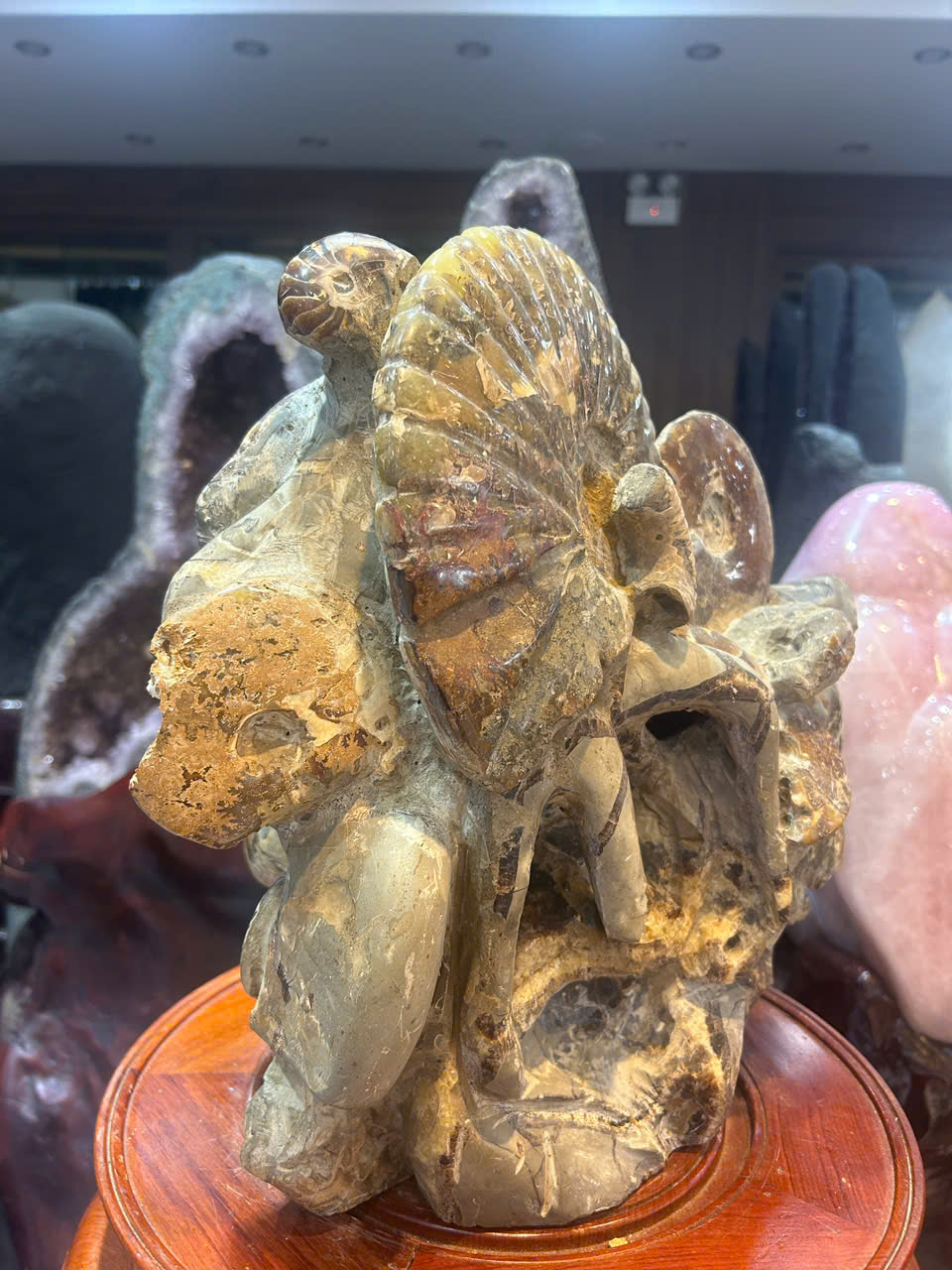 Ốc Cổ Đại Hoá Thạch 42x36cm